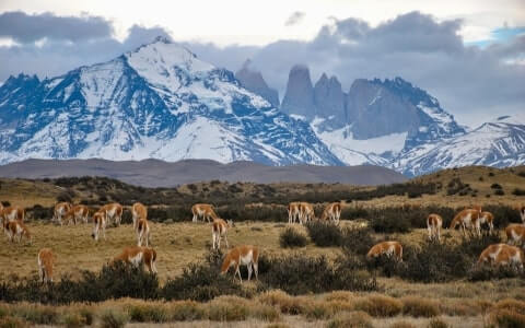 Parc national Torres del Paine, Patagonie, sud du Chili